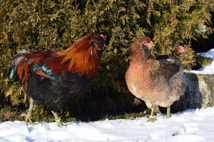  - ARAUCANA GAT AURIU 2017-2018