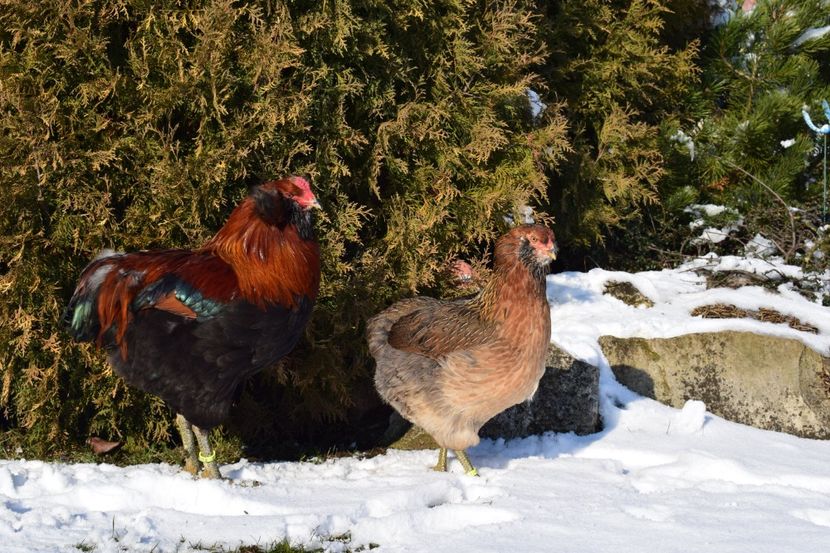  - ARAUCANA GAT AURIU 2017-2018