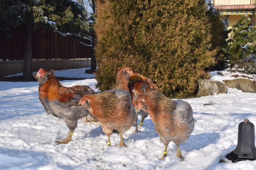  - ARAUCANA GAT AURIU ALBASTRU 2017-2018