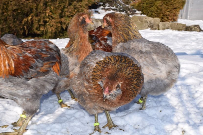  - ARAUCANA GAT AURIU ALBASTRU 2017-2018