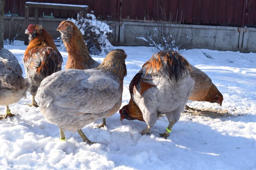  - ARAUCANA GAT AURIU ALBASTRU 2017-2018