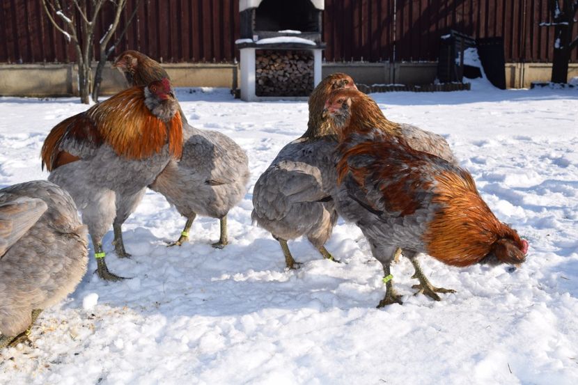  - ARAUCANA GAT AURIU ALBASTRU 2017-2018