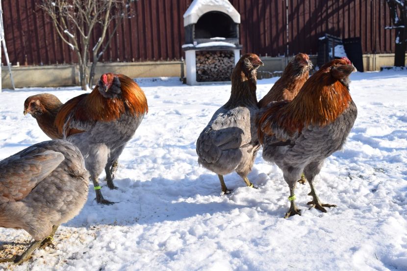  - ARAUCANA GAT AURIU ALBASTRU 2017-2018