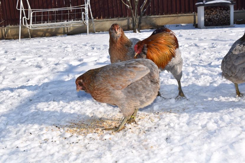  - ARAUCANA GAT AURIU ALBASTRU 2017-2018