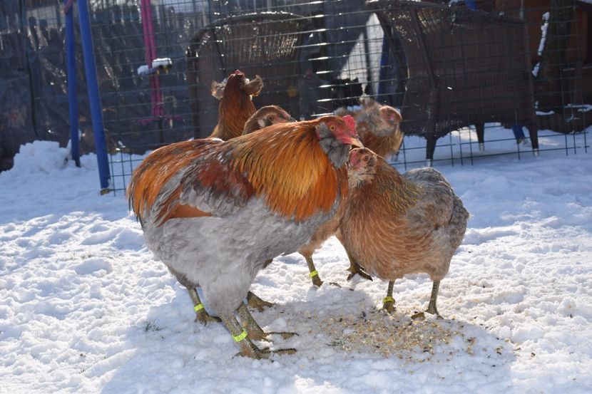  - ARAUCANA GAT AURIU ALBASTRU 2017-2018