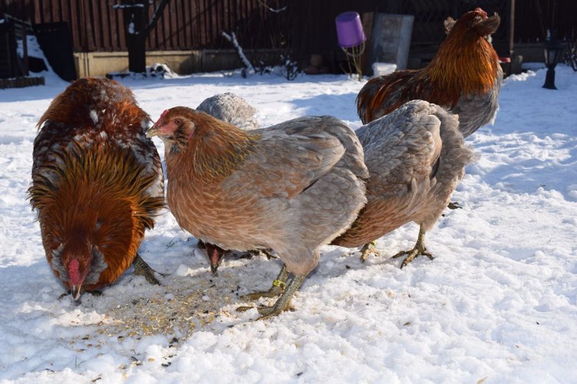  - ARAUCANA GAT AURIU ALBASTRU 2017-2018