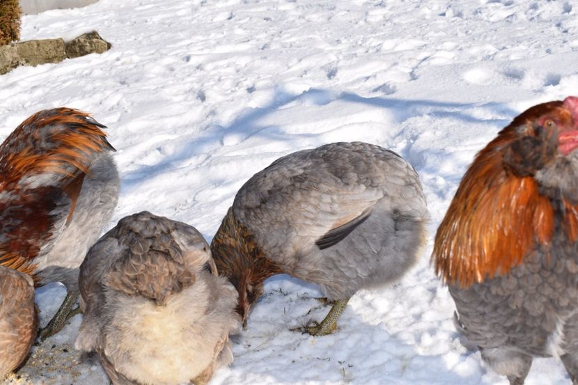  - ARAUCANA GAT AURIU ALBASTRU 2017-2018