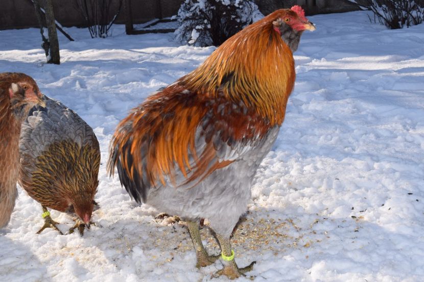  - ARAUCANA GAT AURIU ALBASTRU 2017-2018