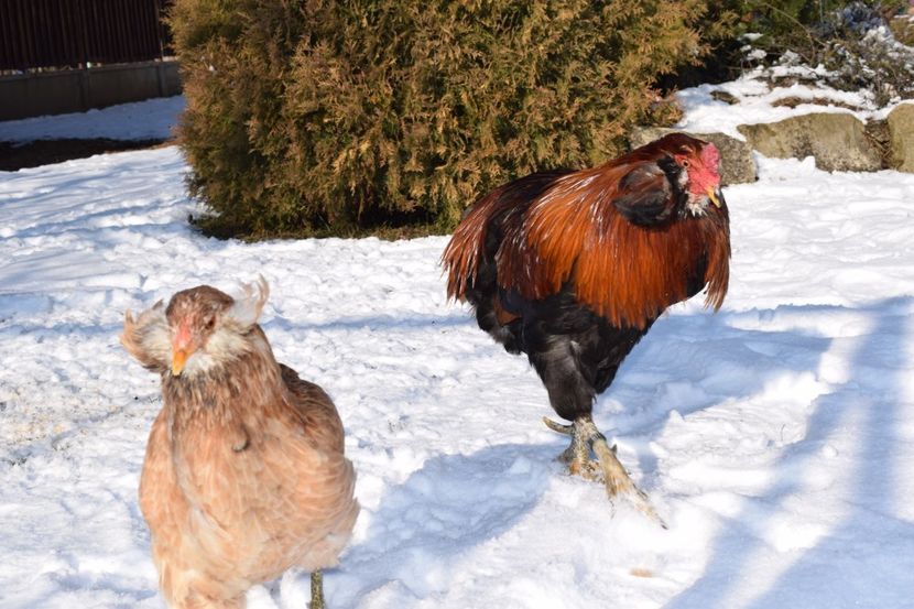  - ARAUCANA GRAU 2017-2018