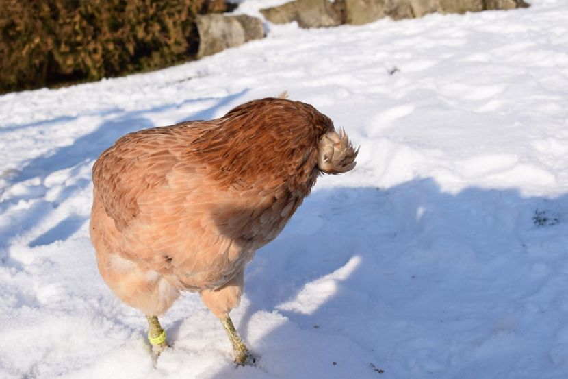  - ARAUCANA GRAU 2017-2018