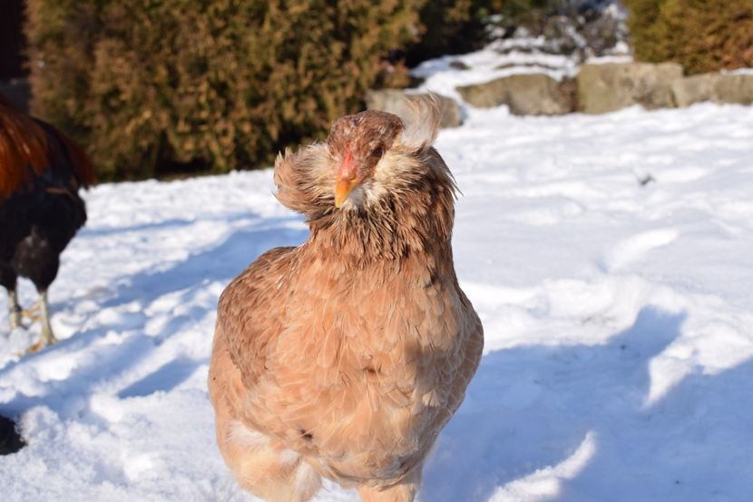  - ARAUCANA GRAU 2017-2018