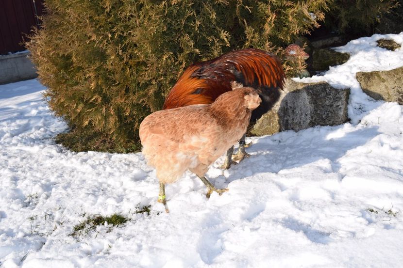  - ARAUCANA GRAU 2017-2018