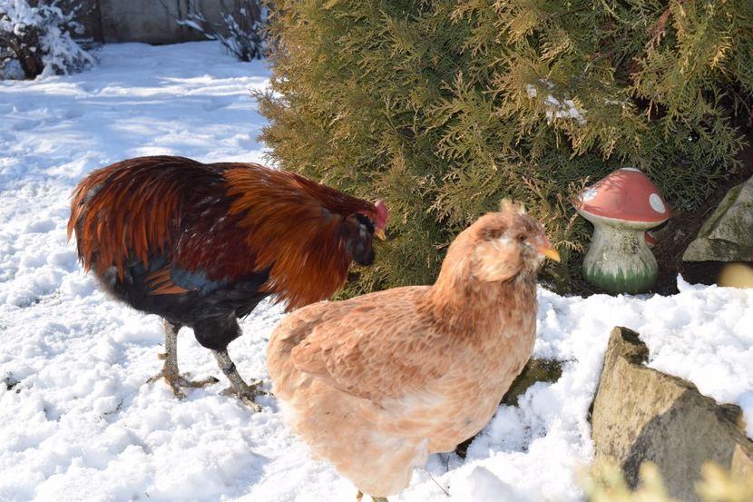  - ARAUCANA GRAU 2017-2018