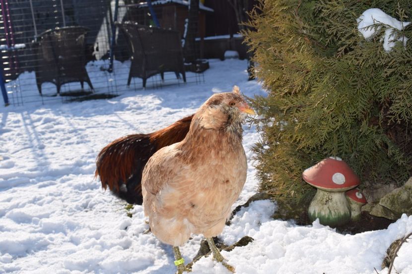  - ARAUCANA GRAU 2017-2018