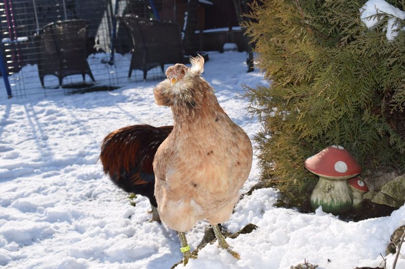  - ARAUCANA GRAU 2017-2018