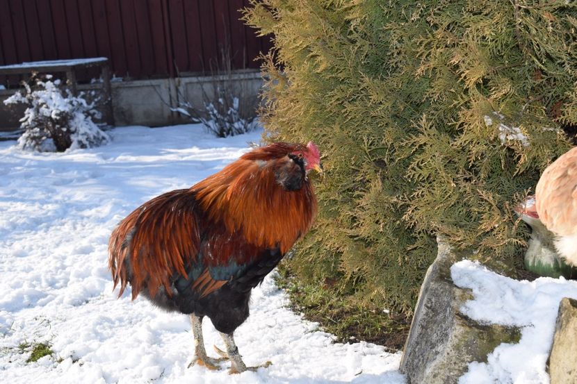  - ARAUCANA GRAU 2017-2018