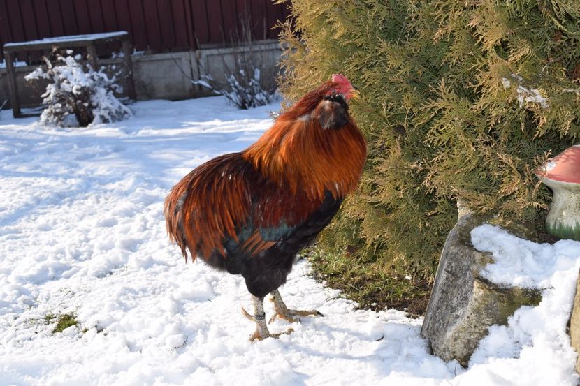  - ARAUCANA GRAU 2017-2018