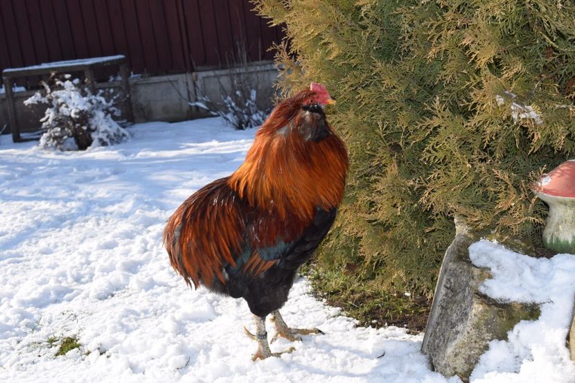  - ARAUCANA GRAU 2017-2018