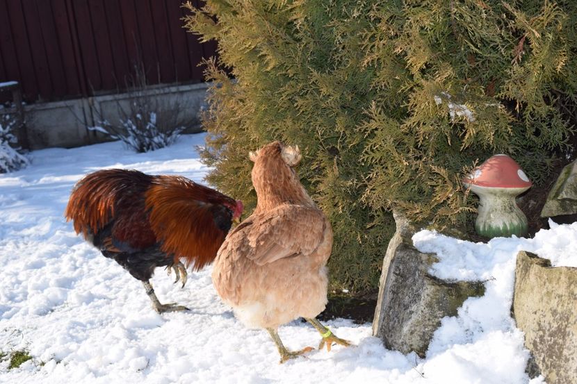  - ARAUCANA GRAU 2017-2018