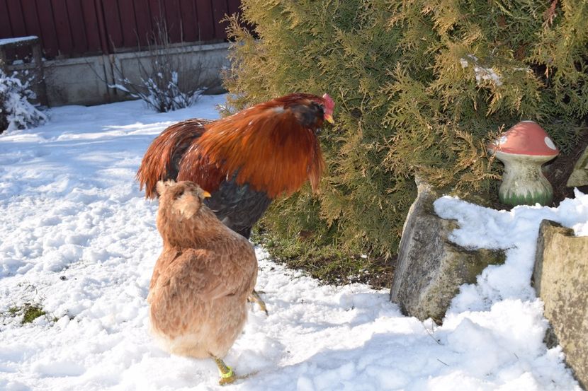  - ARAUCANA GRAU 2017-2018