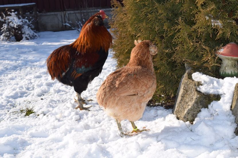  - ARAUCANA GRAU 2017-2018