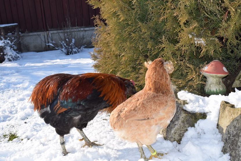  - ARAUCANA GRAU 2017-2018