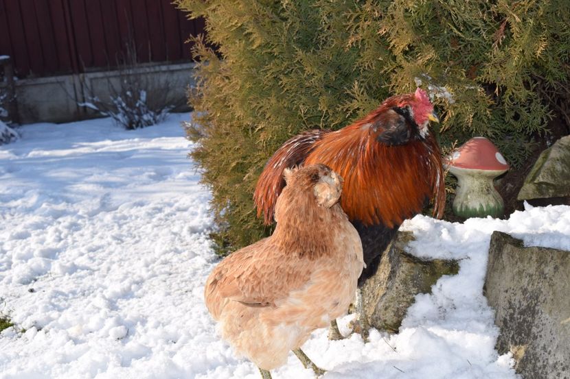  - ARAUCANA GRAU 2017-2018