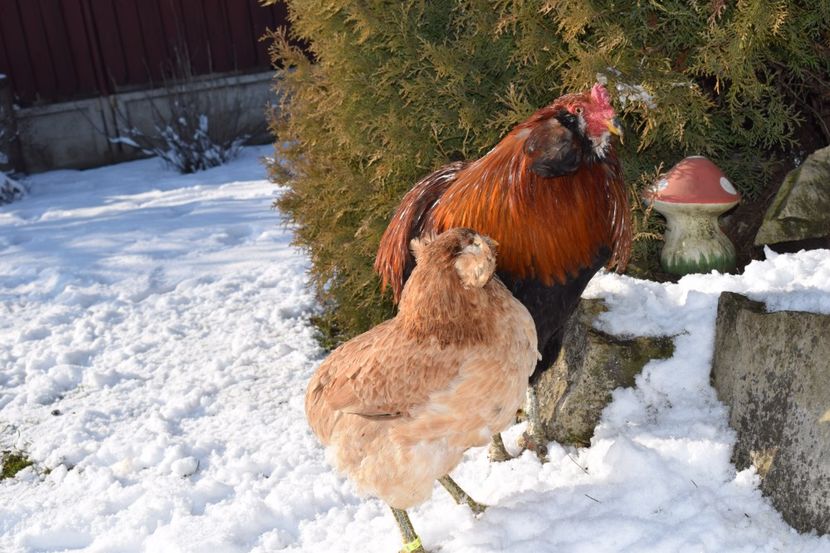  - ARAUCANA GRAU 2017-2018