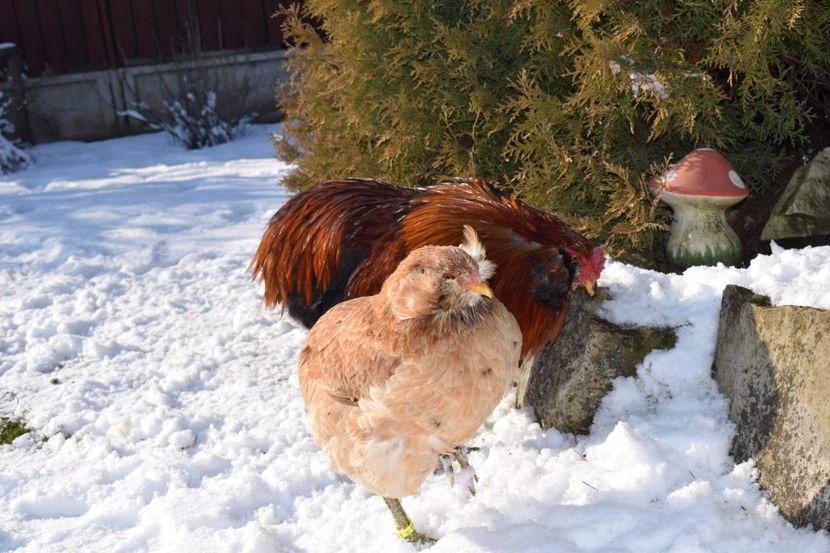  - ARAUCANA GRAU 2017-2018