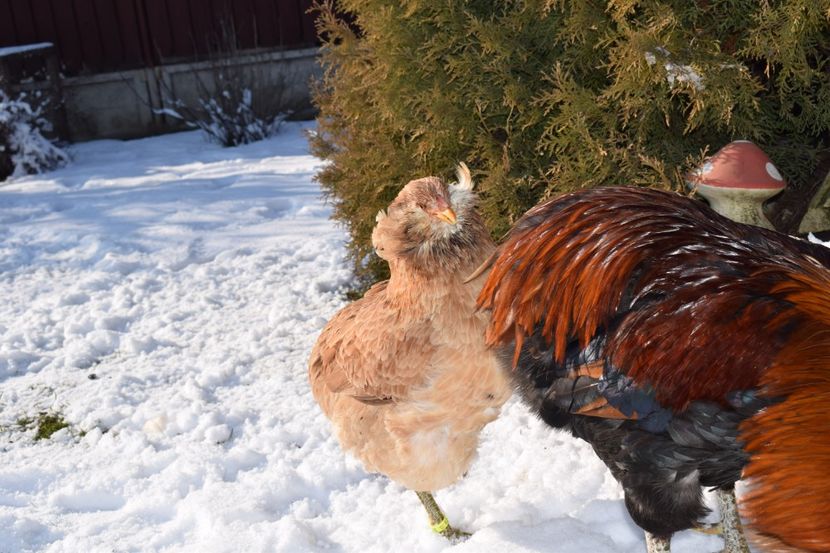  - ARAUCANA GRAU 2017-2018