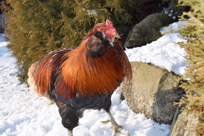  - ARAUCANA GRAU 2017-2018