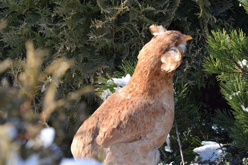  - ARAUCANA GRAU 2017-2018