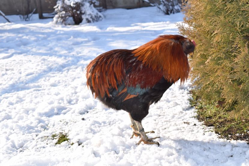  - ARAUCANA GRAU 2017-2018