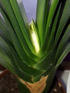 După aproape 5 ani! - Experiment clivia