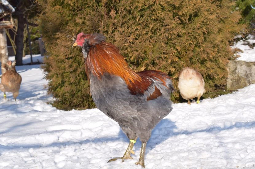  - ARAUCANA GRAU ALBASTRU 2017-2018