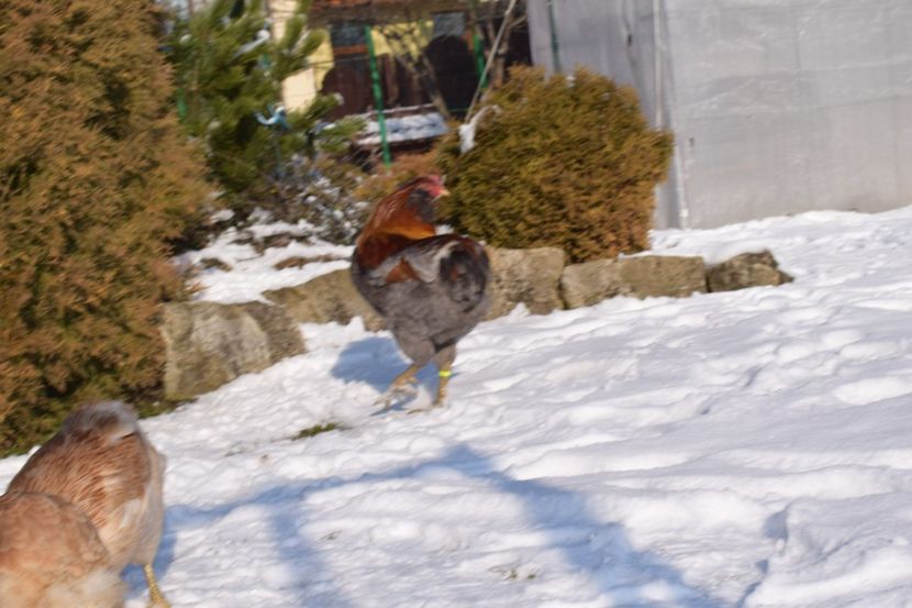  - ARAUCANA GRAU ALBASTRU 2017-2018