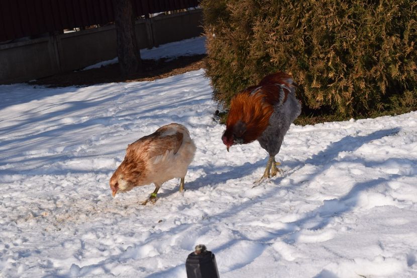  - ARAUCANA GRAU ALBASTRU 2017-2018