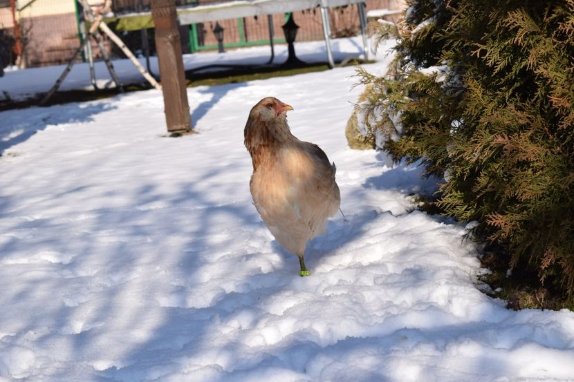  - ARAUCANA GRAU ALBASTRU 2017-2018