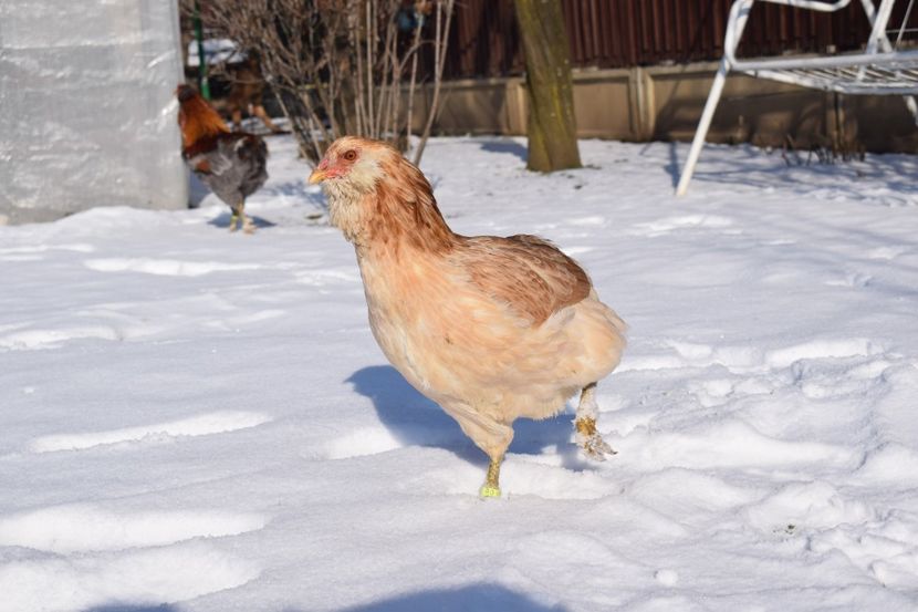  - ARAUCANA GRAU ALBASTRU 2017-2018