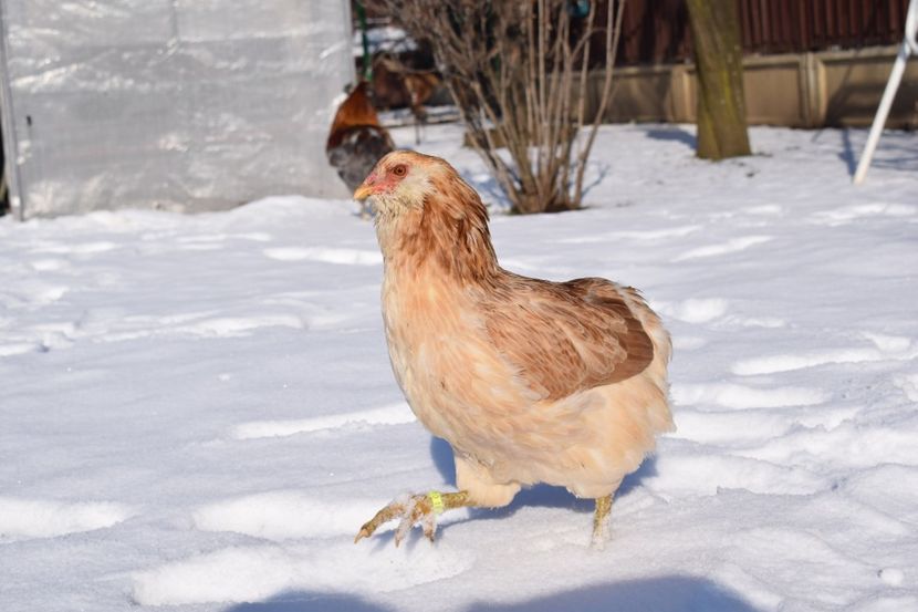  - ARAUCANA GRAU ALBASTRU 2017-2018