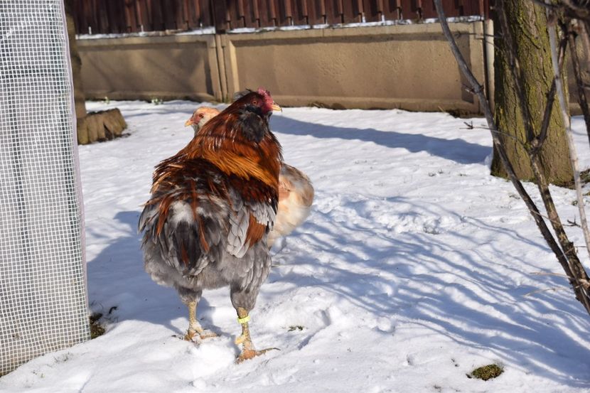  - ARAUCANA GRAU ALBASTRU 2017-2018