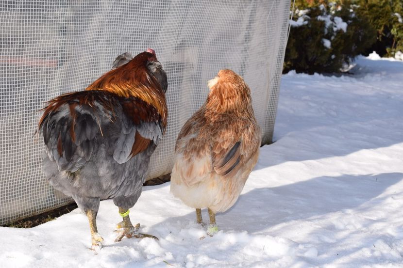  - ARAUCANA GRAU ALBASTRU 2017-2018