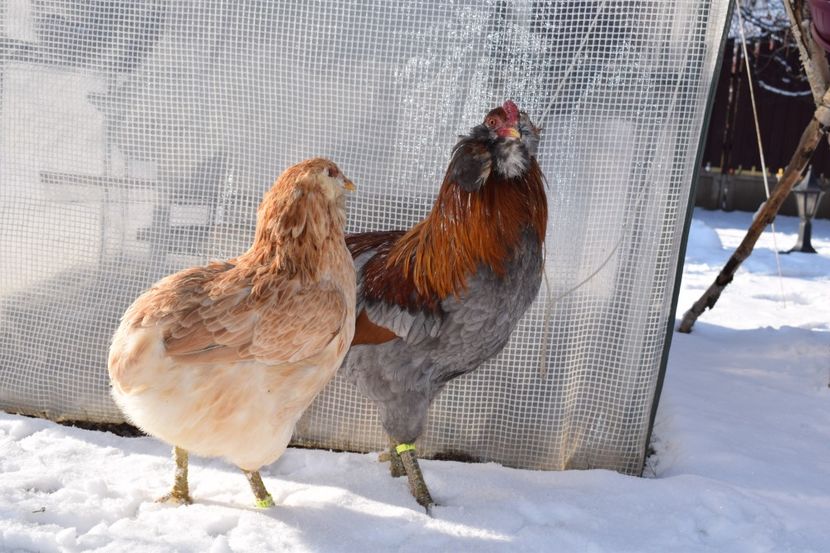  - ARAUCANA GRAU ALBASTRU 2017-2018