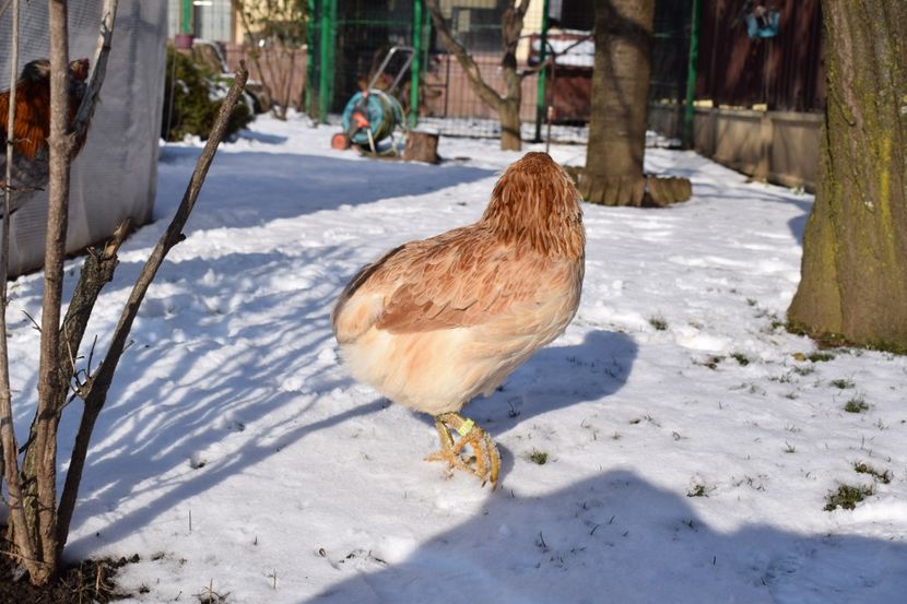  - ARAUCANA GRAU ALBASTRU 2017-2018