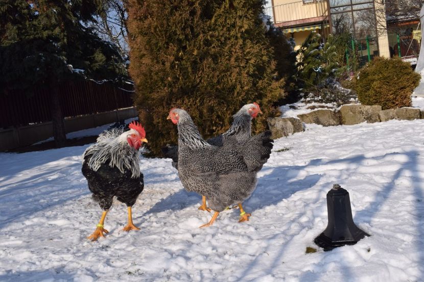  - PLYMOUTH ROCK SILVER 2017-2018 FAM 1