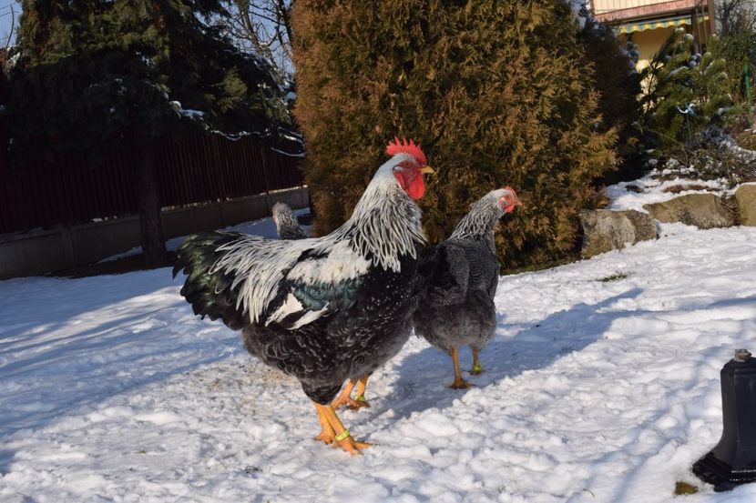  - PLYMOUTH ROCK SILVER 2017-2018 FAM 1