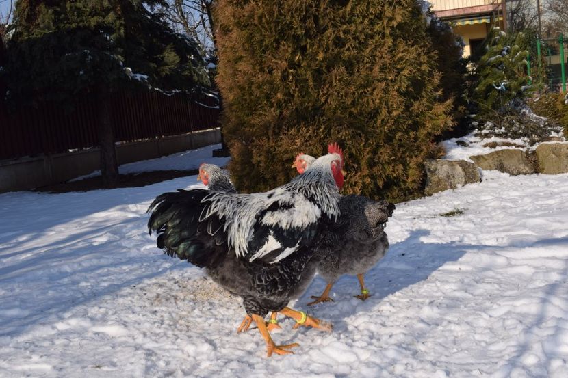  - PLYMOUTH ROCK SILVER 2017-2018 FAM 1