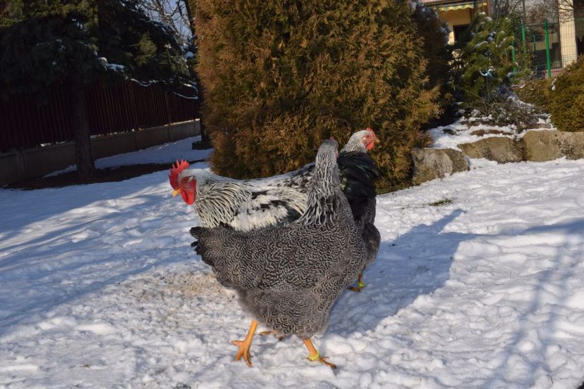  - PLYMOUTH ROCK SILVER 2017-2018 FAM 1