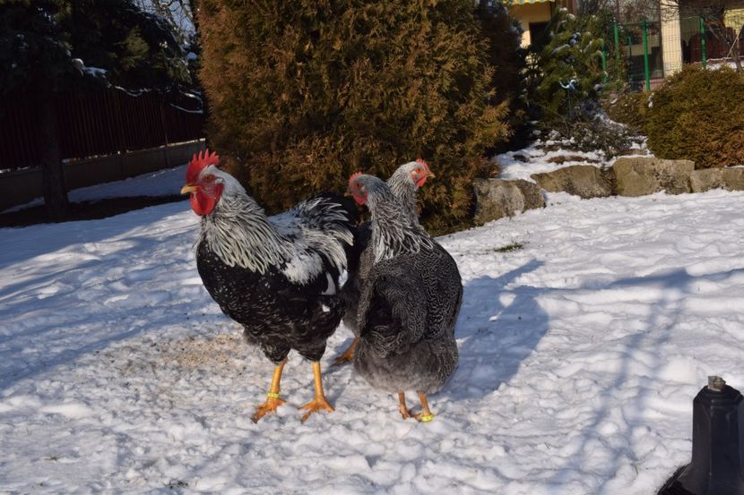  - PLYMOUTH ROCK SILVER 2017-2018 FAM 1