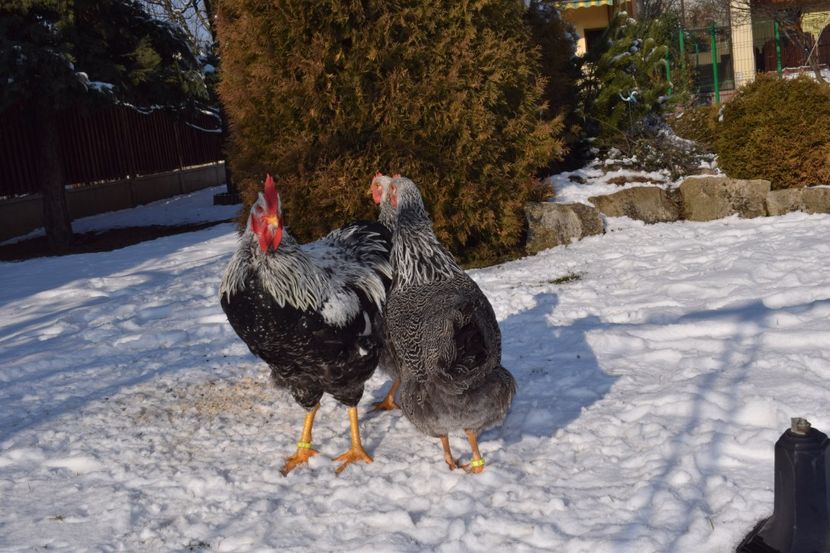  - PLYMOUTH ROCK SILVER 2017-2018 FAM 1